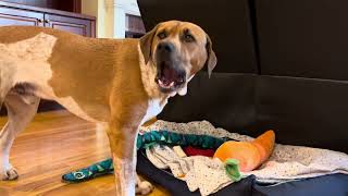 Dog eats carrot