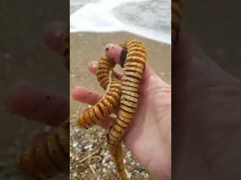 Video: Hammonasset Beach State Park: Der vollständige Leitfaden