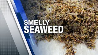 When will the seaweed go away? Expert weighs in on record sargassum season