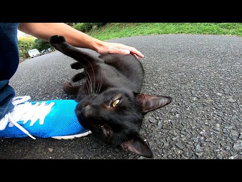 黒猫が座っていたので近づいてナデナデしたら懐いてきた