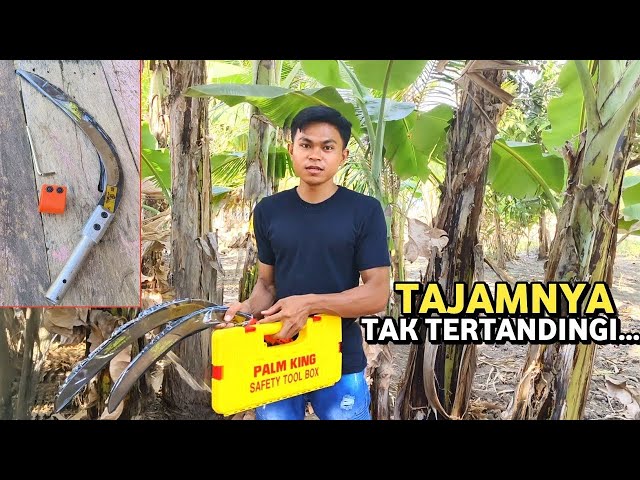 Review 3 Produk KLS Palm King Spesialis Egrek Panen Sawit Paling Tajam class=