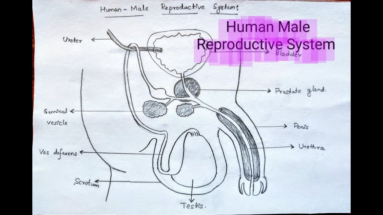 Man Reproductive System Reproductive System Drawing Easy Male