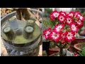 Different Types Adenium Grafting simple & Easy | How To Graft Desert Rose Plant