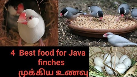 Best food for java finches Breeding||java sparrow food||finches birds Tamil