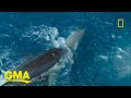 Orca takes down great white shark on camera