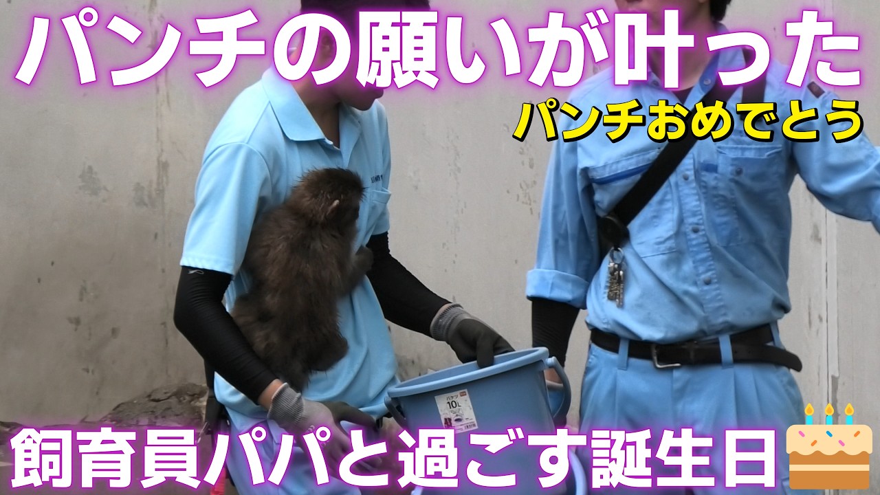 【祝】【パンチくん日記🐵】パンチ1歳の誕生日おめでとう🎂12時の食事タイムでは飼育員パパに飛びつく瞬間を捉えた📷一緒に過ごすパンチの願いが叶った_市川市動植物園【Punch's Diary7/26】