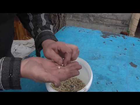Как посадить Горох.