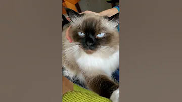 Эти породы кошек любят обнимашки
