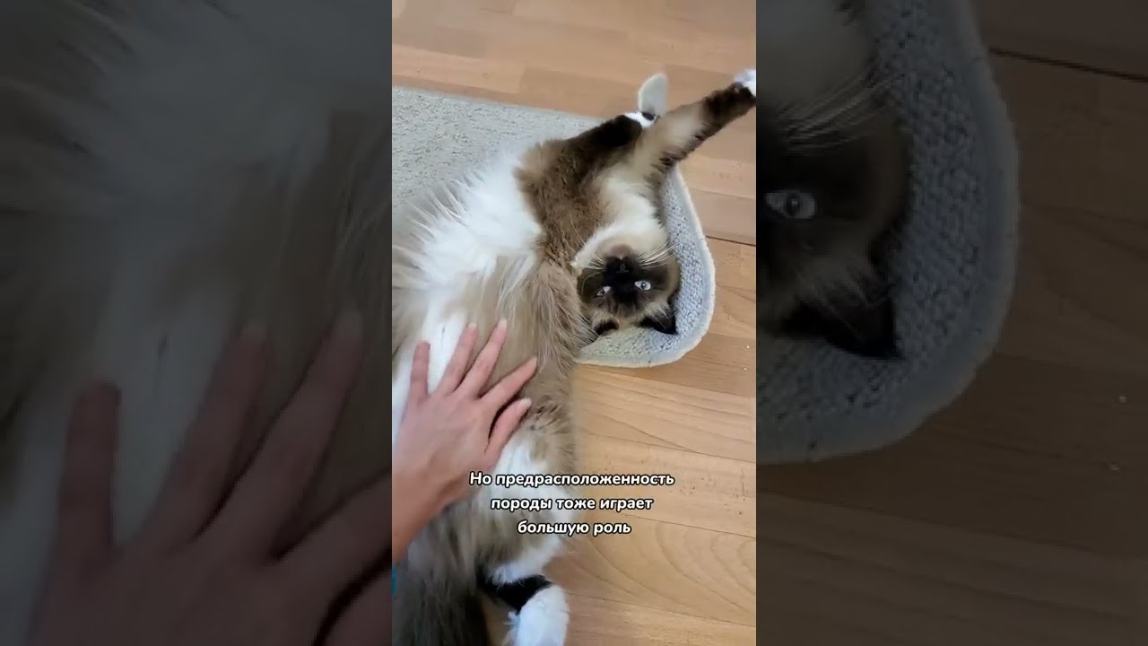 Эти породы кошек любят обнимашки
