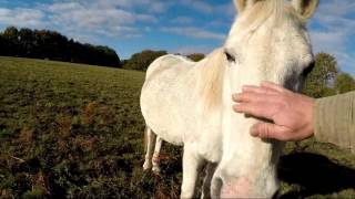 tournée matinale des chevaux