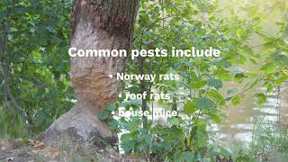 🚨 Toronto’s Most Rodent-Infested Neighborhoods: Are You at Risk? 🐀