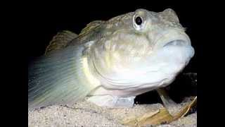 The Round Goby Menace