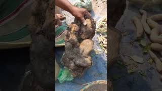 Wild Potato