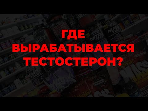 Где вырабатывается тестостерон?