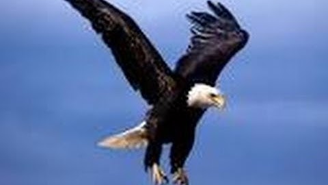 How to day trade using Elliott wave like an eagle part 2