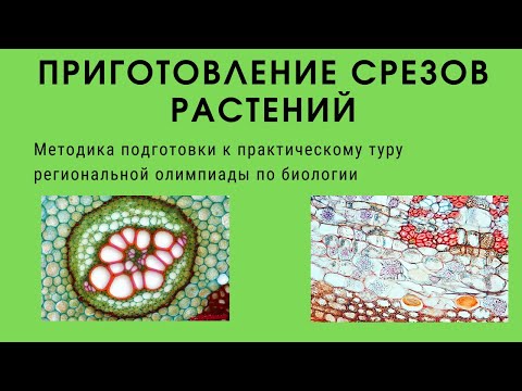 Приготовление срезов растения