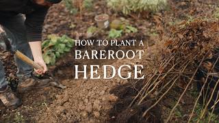 Bareroot Hedge Planting Guide - Future Forests - Tutorial