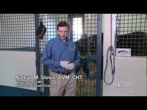 Patient Classification System: Hagyard Equine Medical Institute
