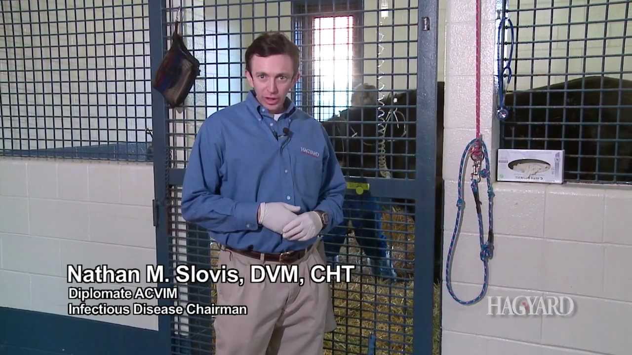 Patient Classification System: Hagyard Equine Medical Institute