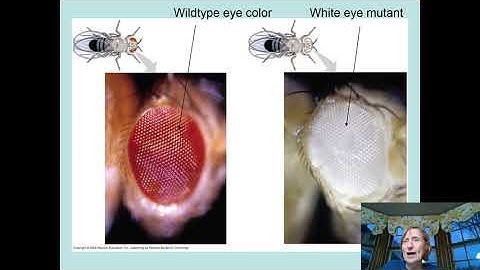 Chapter 15: The chromosomal basis of genetics, Part I