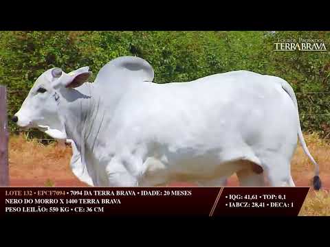 LOTE 132   EPCF 7094