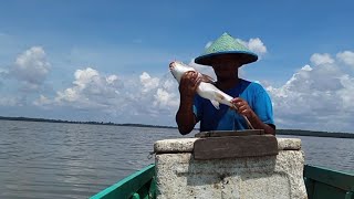 menangkap ikan di tepi laut dengan pukat//jaring ikan #fishing