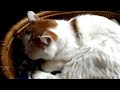 かご猫ライブ191124