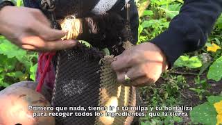 SlowFood Yucatán: "Ko'ox ma'lob hanal": al rescate de las semillas nativas Versión Larga