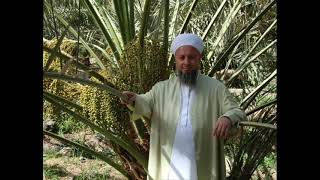 Mustafa Özsimsekler Hocaefendi Salavat