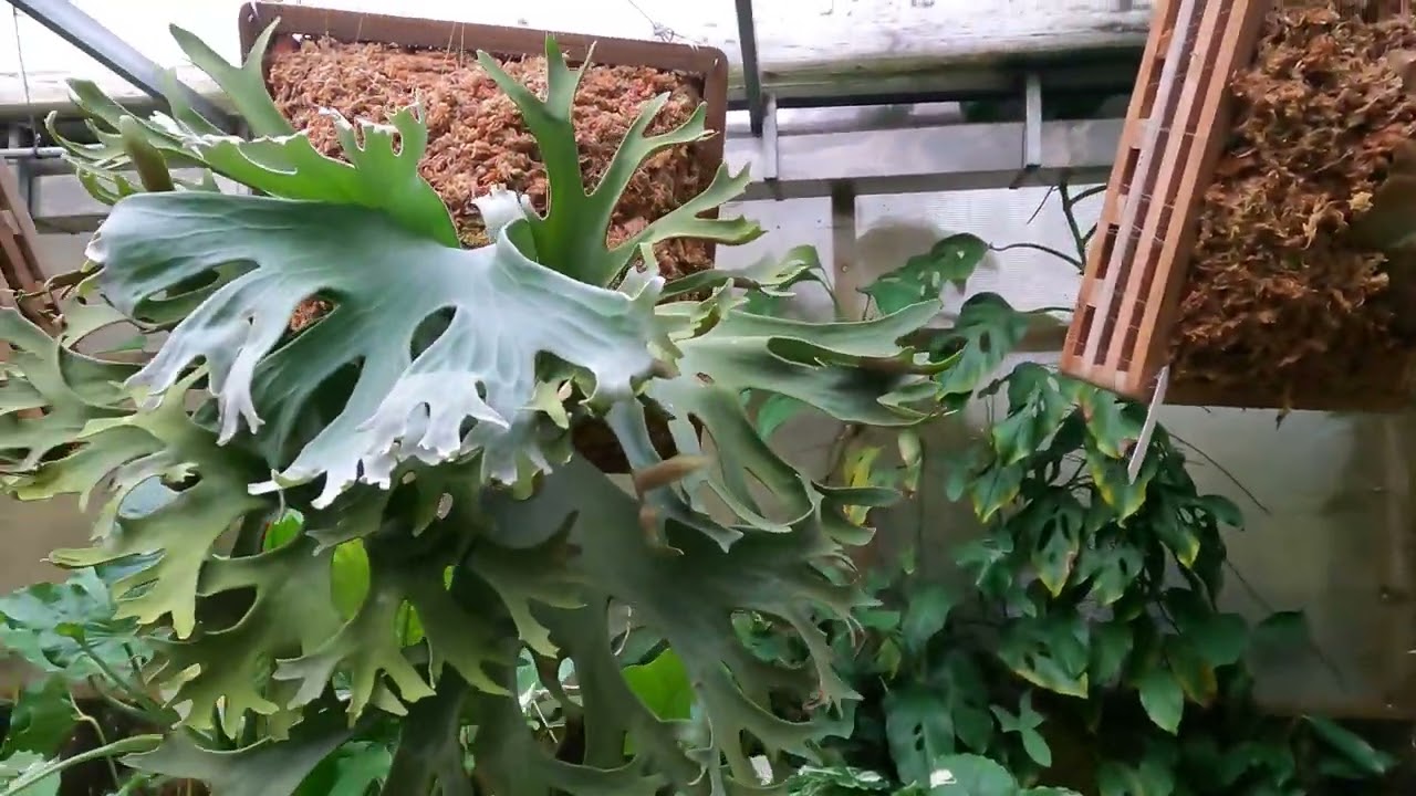 I Love Ferns Nursery