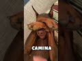 Este perro parece peligroso, pero es puro drama 😭🐶 #perros #cachorrosdivertidos #dogs