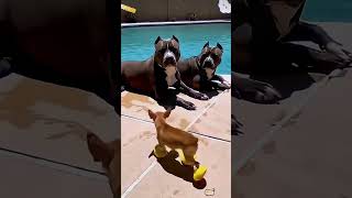 #chihuahua #animalfunny #funnypets #funnyvideo #pitbull #cat #illustration #art #pov
