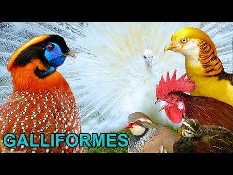 GALLIFORMES: 20 beautiful birds that are closely related to the domestic chicken breeds, Hühnervögel