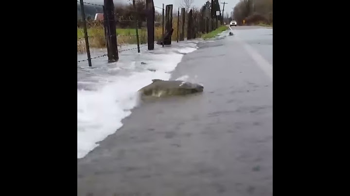 Сумашедшая рыба переплывает дорогу