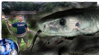 The Biggest Burmese Python Found in Florida's Everglades