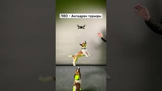 Новая разработка РФ 🇷🇺 «ПВО» Антидрон Терьеры #джекрасселтерьер #собака #dog #dogs #суперсобака