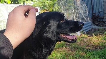 My dog has a short attention span