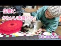 【音羽山観音寺便り】住職とかわいい家族たち