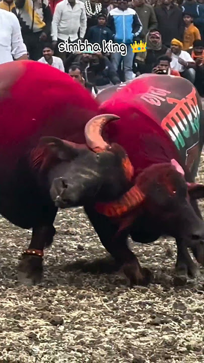 simbha king #dangal #bull #king #depalpur #mp #padadangal #ladai#bullfightgoa #animal