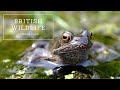 Exploring the Common Frog
