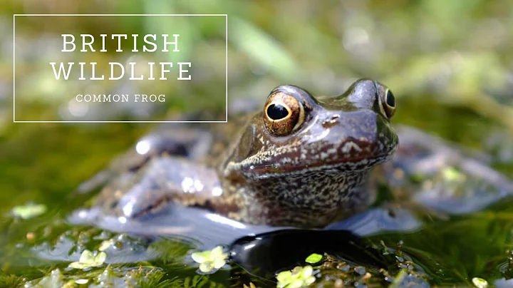 British Wildlife - Common Frog - DayDayNews