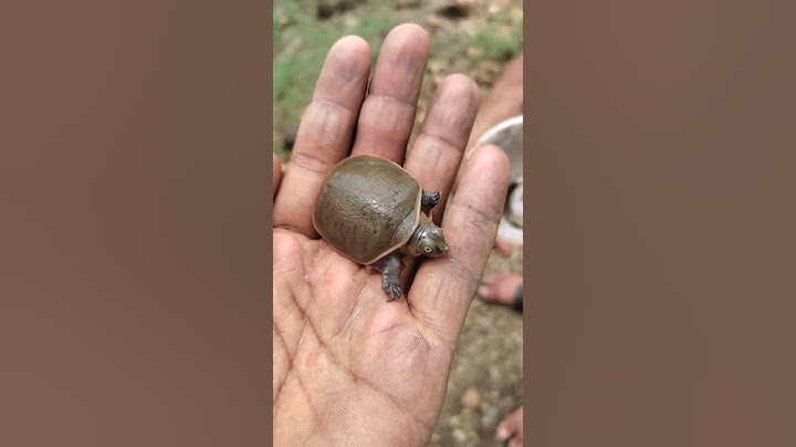 कछुआ का छोटा बचा🐢 | छोटा कछुआ 😱 | #turtle #turtleneck #kachua #anima