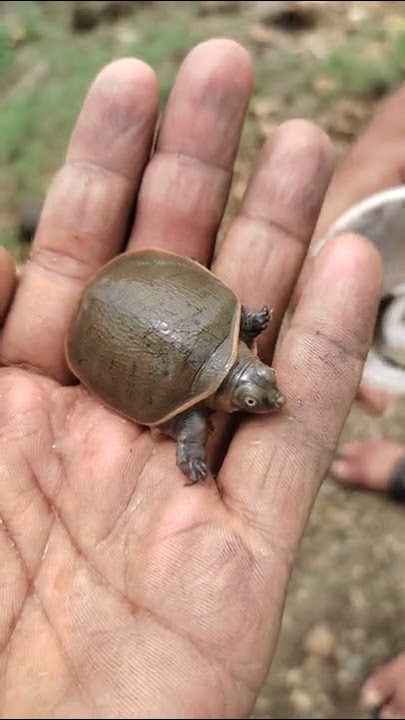 कछुआ का छोटा बचा🐢 | छोटा कछुआ 😱 | #turtle #turtleneck #kachua #anima
