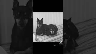 Woof Wednesday! Share your pups photos! We do not own the right to the music. #woofwednesday
