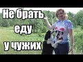 Как научить собаку не брать еду из чужих рук / Дрессировка собак