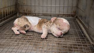 Tiny, Trapped In A Cage For Days A Little Puppy Who Only Wants A Chance To Live And Be Loved