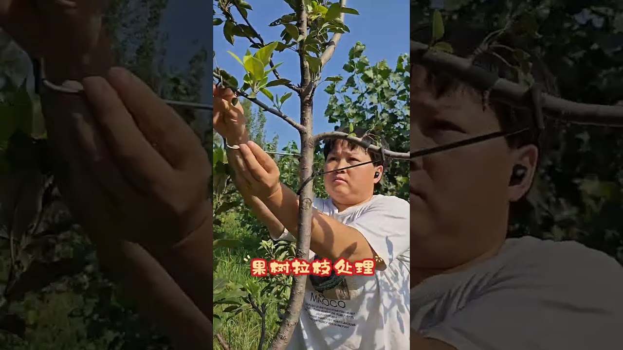 Съемник ветвей фруктовых деревьев в действии! 🍎 