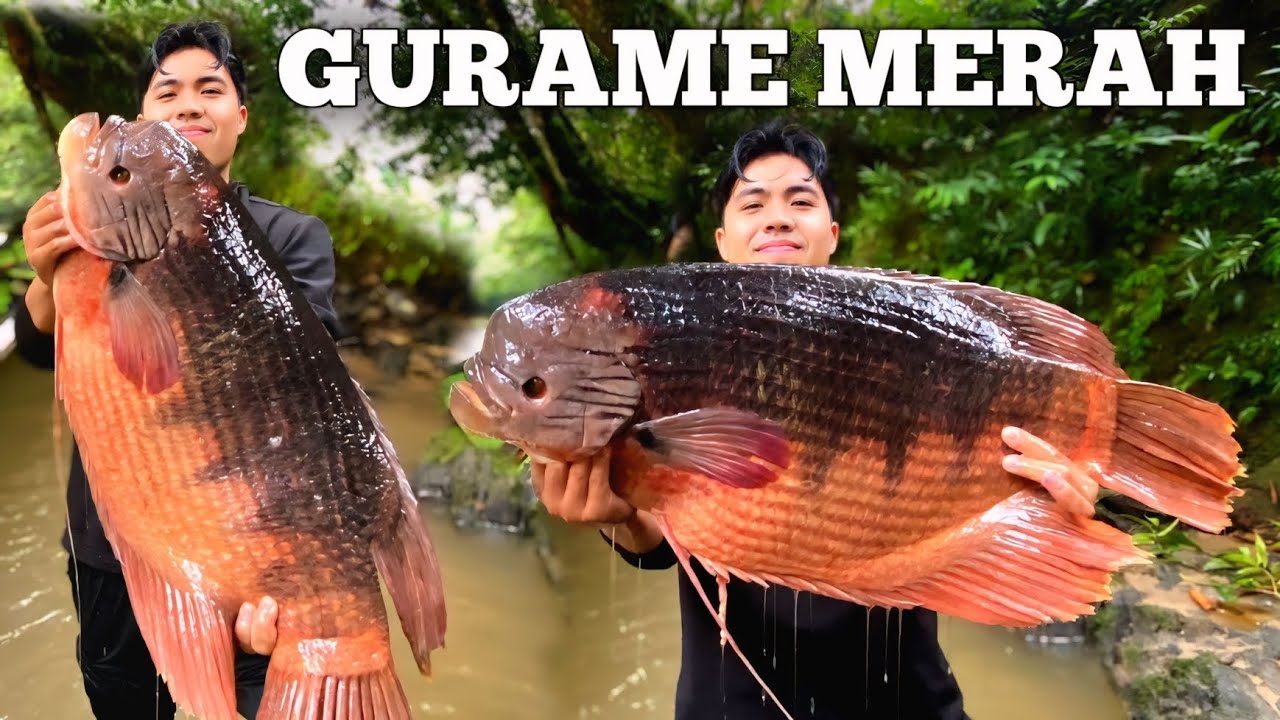 Camping Hujan deras 3 Hari Dapat Ikan Gurame Merah Bermalam di hutan Masak dan Makan Bushcraft