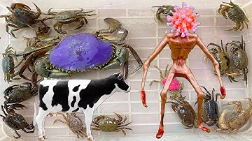 Kem Ốc Chanel bắt quái vật, quỷ đầu virus cứu con cua, con bò, con cá, vịt. Chơi trốn tìm gặp Hacker