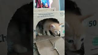 Bikin rumah kucing dari kardus